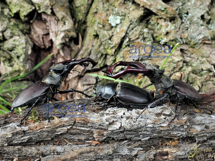  : 80181383 Stag Beetle female between two males fighting