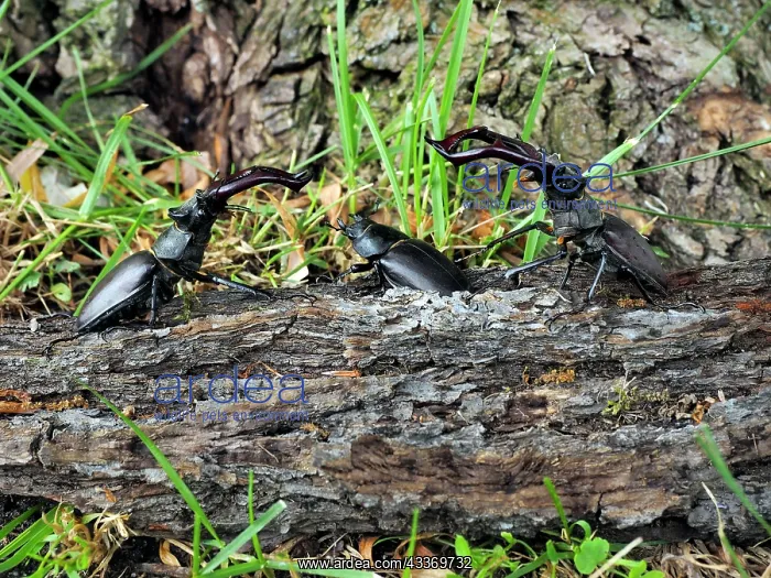 : 80181384 Stag Beetle males fighting Lucanus cervus : 80181384 Stag Beetle males fighting Lucanus cervus