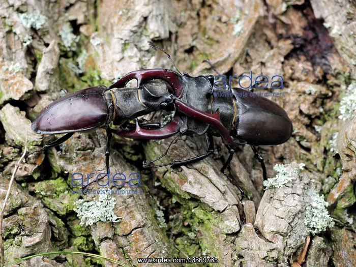 : 80181385 Stag Beetle males fighting Lucanus cervus : 80181385 Stag Beetle males fighting Lucanus cervus