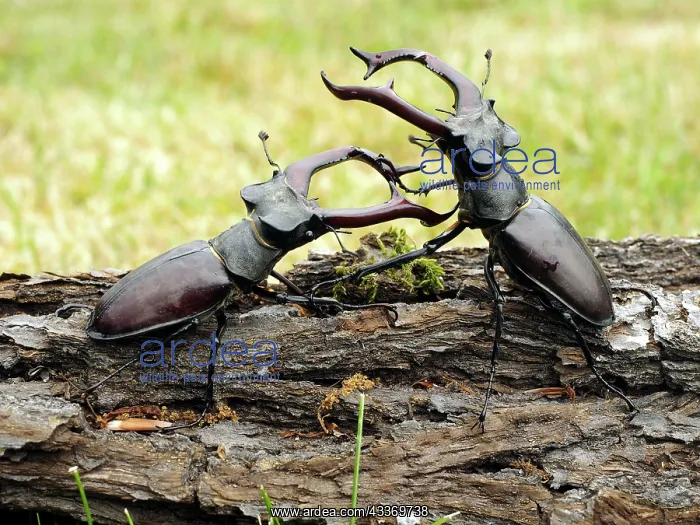  : 80181386 Stag Beetle males fighting Lucanus cervus