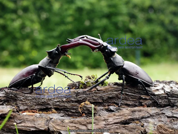 : 80181387 Stag Beetle males fighting Lucanus cervus : 80181387 Stag Beetle males fighting Lucanus cervus