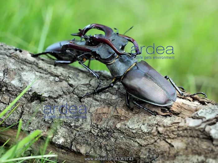 : 80181388 Stag Beetle males fighting Lucanus cervus : 80181388 Stag Beetle males fighting Lucanus cervus