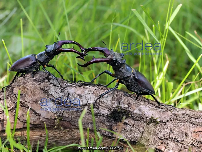 : 80181389 Stag Beetle males fighting Lucanus cervus : 80181389 Stag Beetle males fighting Lucanus cervus