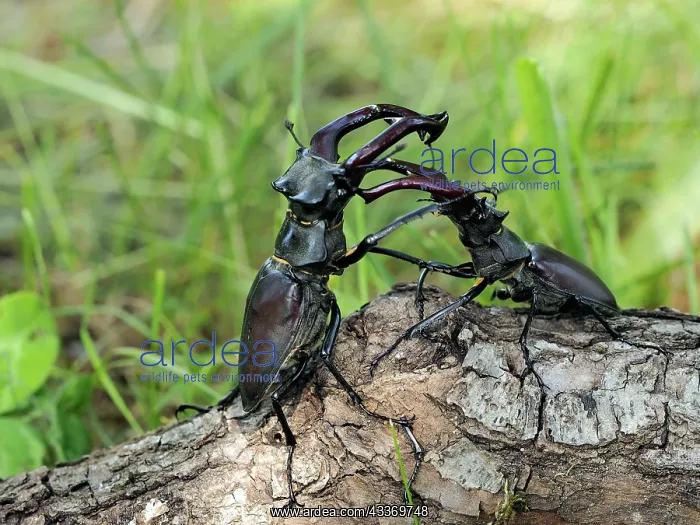: 80181390 Stag Beetle males fighting Lucanus cervus : 80181390 Stag Beetle males fighting Lucanus cervus