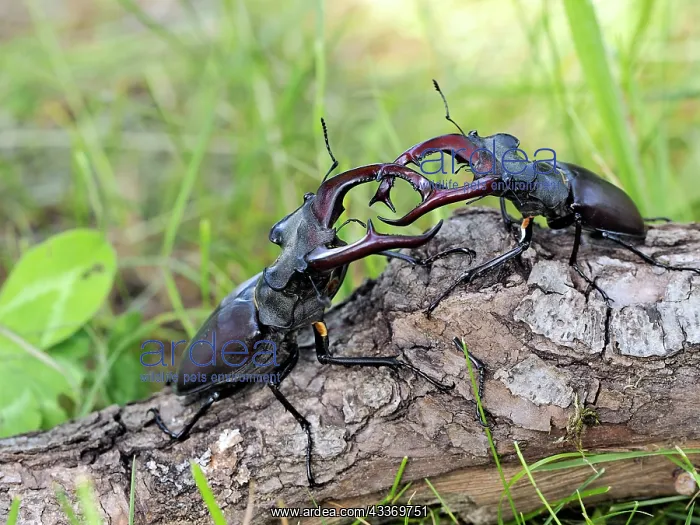: 80181391 Stag Beetle males fighting Lucanus cervus : 80181391 Stag Beetle males fighting Lucanus cervus