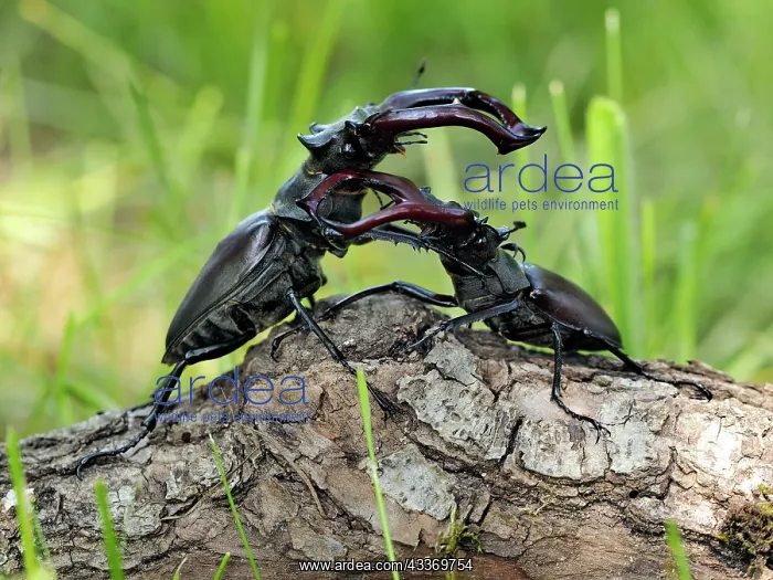 : 80181392 Stag Beetle males fighting Lucanus cervus : 80181392 Stag Beetle males fighting Lucanus cervus