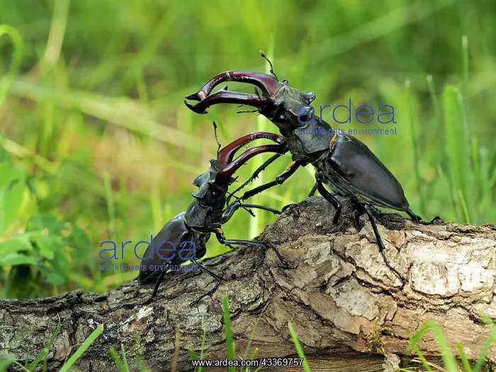 : 80181393 Stag Beetle males fighting Lucanus cervus : 80181393 Stag Beetle males fighting Lucanus cervus