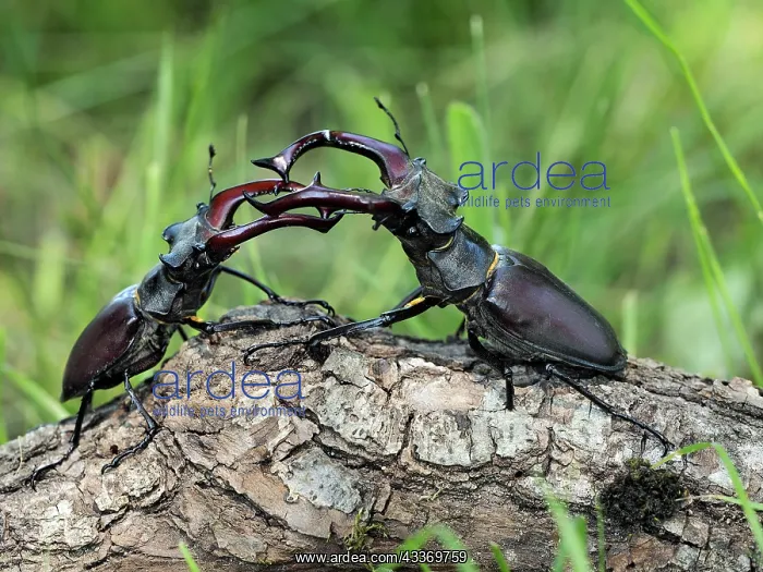 : 80181394 Stag Beetle males fighting Lucanus cervus : 80181394 Stag Beetle males fighting Lucanus cervus
