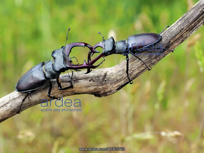 : 80181398 Stag Beetle males fighting Lucanus cervus : 80181398 Stag Beetle males fighting Lucanus cervus
