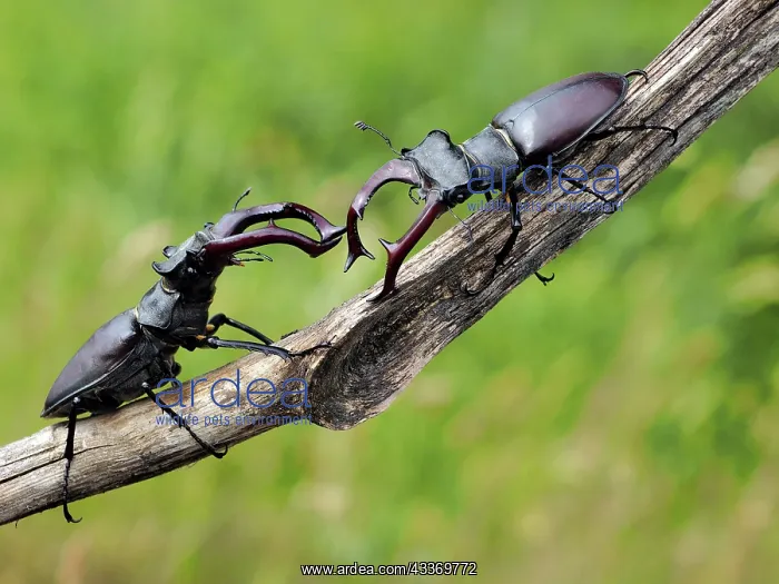 : 80181399 Stag Beetle males fighting Lucanus cervus : 80181399 Stag Beetle males fighting Lucanus cervus