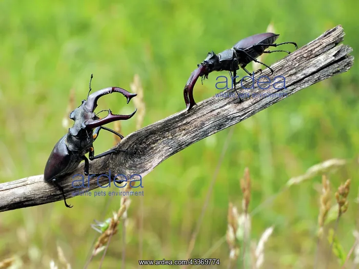 : 80181400 Stag Beetle males fighting Lucanus cervus : 80181400 Stag Beetle males fighting Lucanus cervus