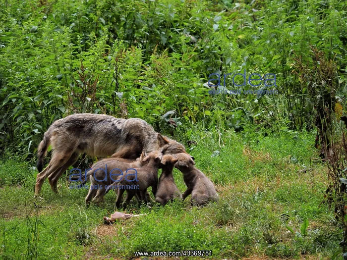 : 80181401 Wolf - adult feeding cubs (controlled conditions) : 80181401 Wolf - adult feeding cubs (controlled conditions)
