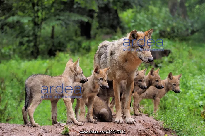 : 80181402 Wolf - mother with cubs (controlled conditions) : 80181402 Wolf - mother with cubs (controlled conditions)
