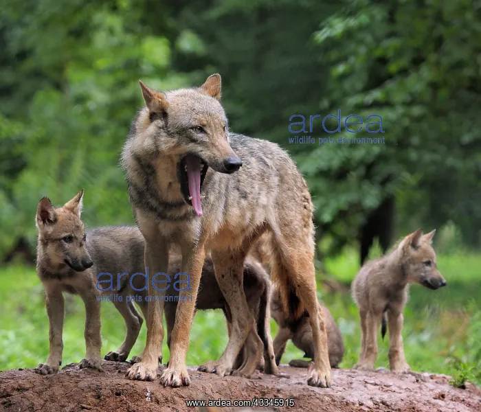 : 80181403 Wolf - mother with cubs (controlled conditions) : 80181403 Wolf - mother with cubs (controlled conditions)