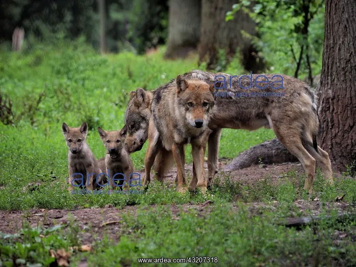 : 80181410 Wolf - adults with cubs Canis lupus Stefan : 80181410 Wolf - adults with cubs Canis lupus Stefan
