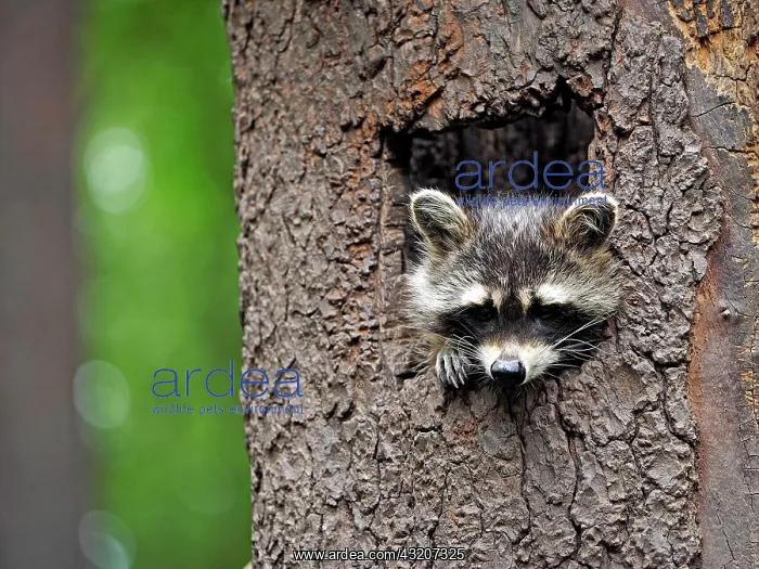 : 80181411 Racoon - looking out of a tree hole Germany : 80181411 Racoon - looking out of a tree hole Germany