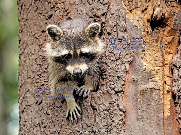 : 80181412 Racoon - looking out of a tree hole Germany : 80181412 Racoon - looking out of a tree hole Germany