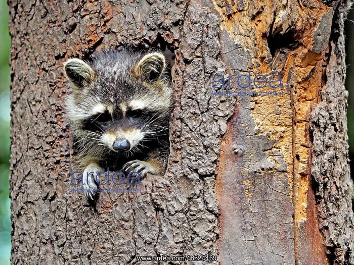 : 80181413 Racoon - looking out of a tree hole Germany : 80181413 Racoon - looking out of a tree hole Germany