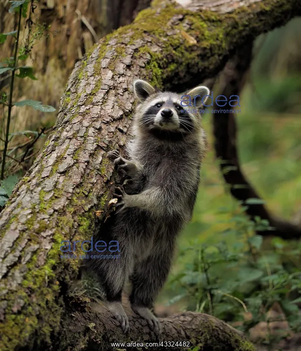 : 80181415 Racoon - standing upright and looking Germany : 80181415 Racoon - standing upright and looking Germany