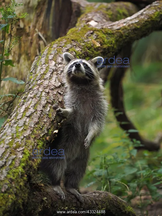  : 80181416 Racoon - standing upright and looking Germany