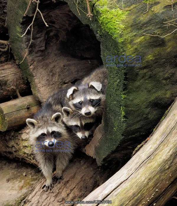 : 80181417 Racoon - three emerging from their sleeping : 80181417 Racoon - three emerging from their sleeping