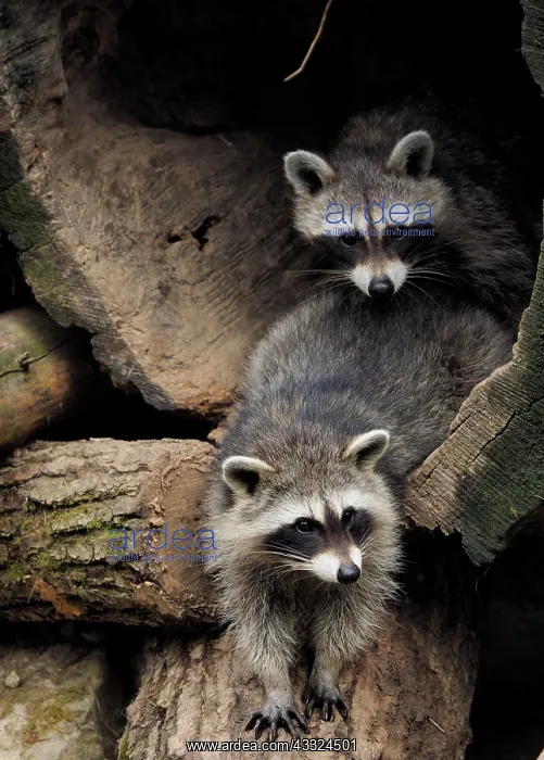 : 80181418 Racoon - two emerging from their sleeping : 80181418 Racoon - two emerging from their sleeping