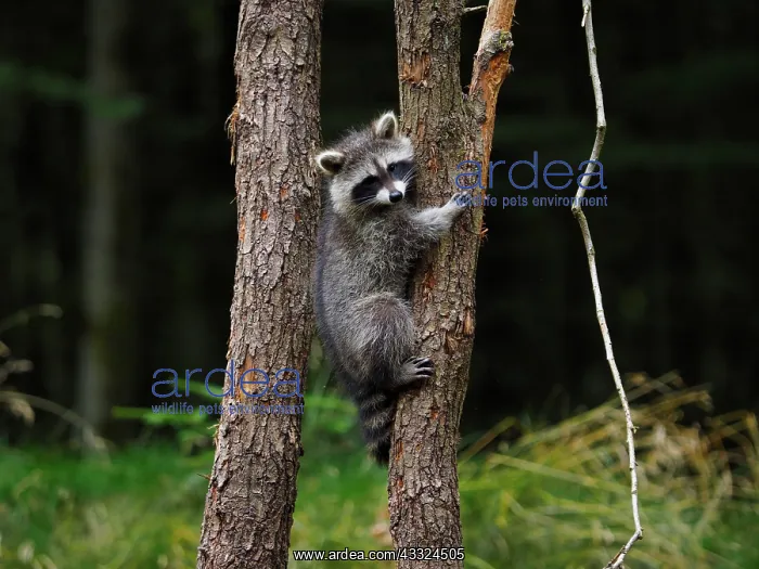 : 80181419 Racoon - young one climbing up a tree and : 80181419 Racoon - young one climbing up a tree and
