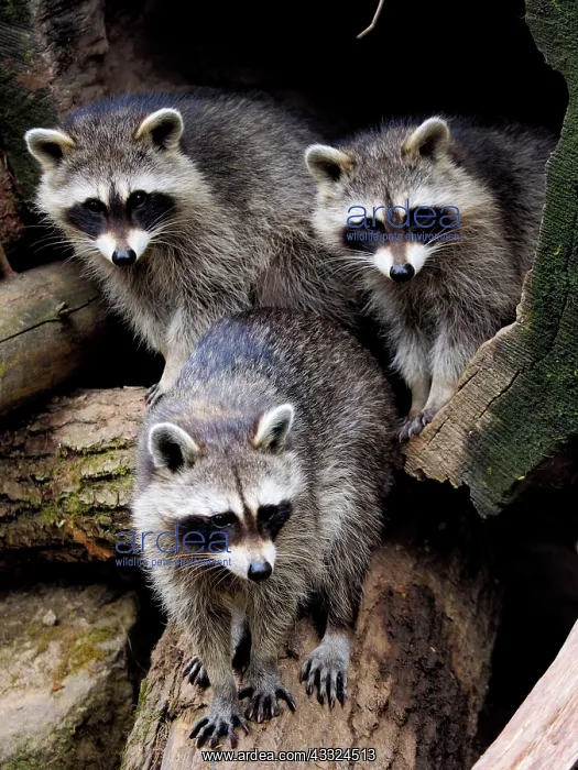 : 80181420 Racoon - three emerging from their sleeping : 80181420 Racoon - three emerging from their sleeping