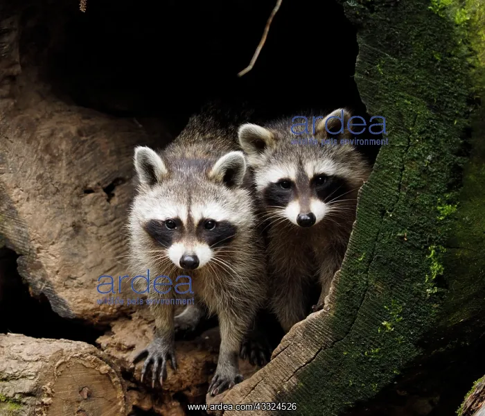 : 80181422 Racoon - two emerging out of their sleeping : 80181422 Racoon - two emerging out of their sleeping