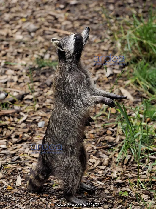 : 80181423 Racoon - standing upright and looking up : 80181423 Racoon - standing upright and looking up