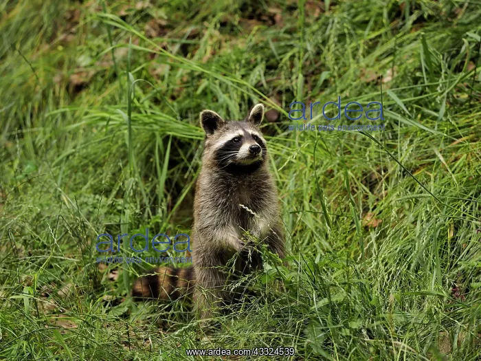 : 80181424 Racoon - standing upright and looking Germany : 80181424 Racoon - standing upright and looking Germany