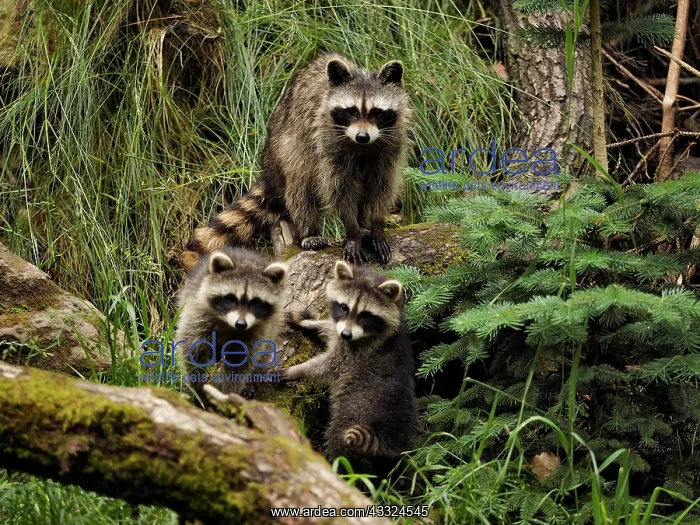: 80181425 Racoon - mother with two young cubs Germany : 80181425 Racoon - mother with two young cubs Germany