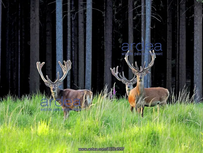 : 80181427 Red Deer - group of stags with antlers : 80181427 Red Deer - group of stags with antlers