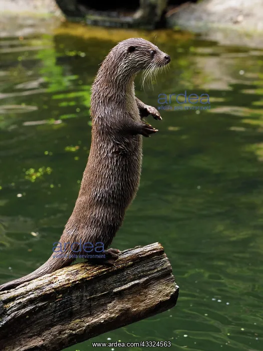 : 80181428 River Otter - standing upright Germany : 80181428 River Otter - standing upright Germany
