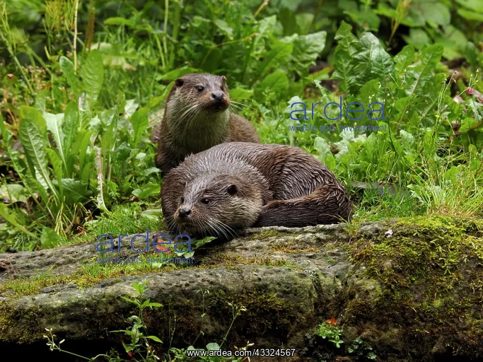 : 80181429 River Otter - pair together Germany Lutra : 80181429 River Otter - pair together Germany Lutra