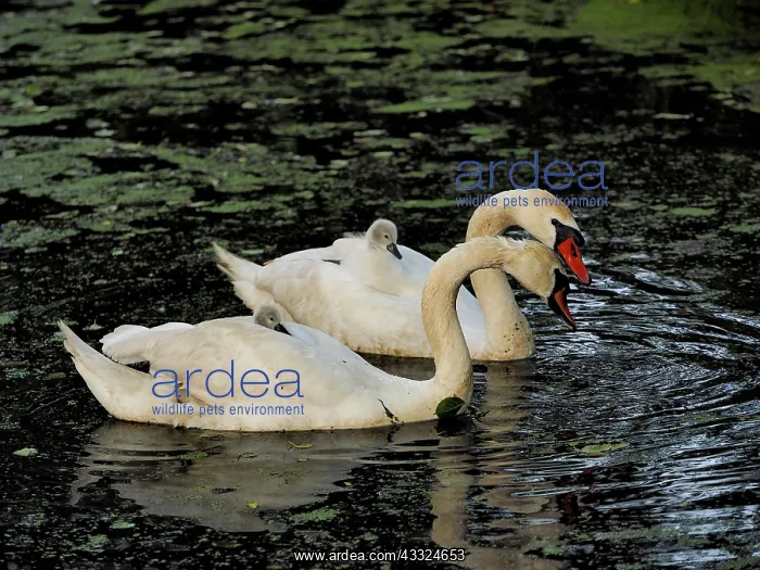 : 80181443 Mute Swan - father and mother carrying : 80181443 Mute Swan - father and mother carrying