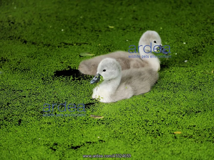 : 80181445 Mute Swan - young ones cygnets Germany : 80181445 Mute Swan - young ones cygnets Germany