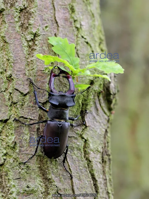 : 80181451 Stag Beetle male sitting on the bark of : 80181451 Stag Beetle male sitting on the bark of