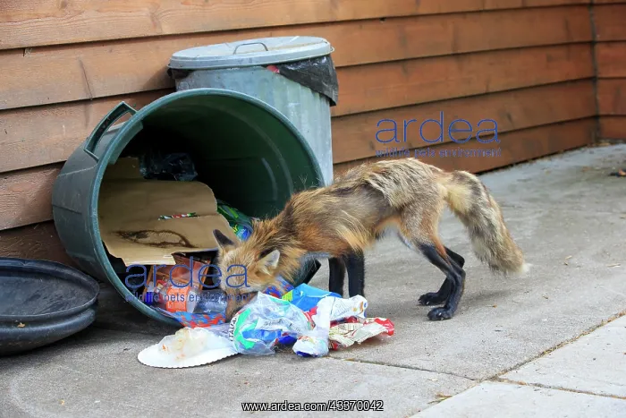 : 80181454 Red Fox - adult looking for food in rubbish : 80181454 Red Fox - adult looking for food in rubbish