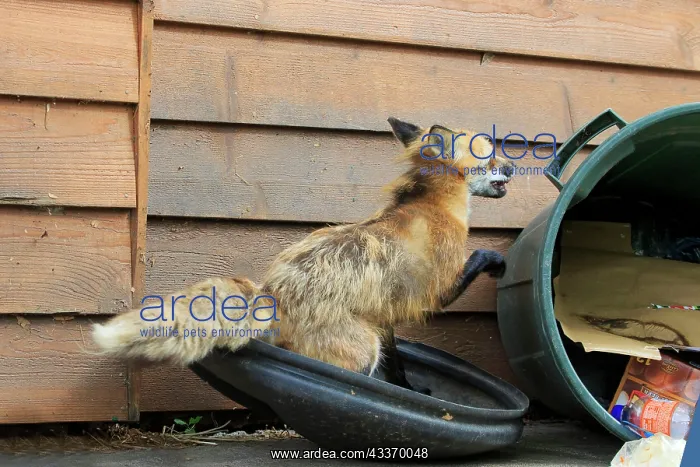 : 80181455 Red Fox - adult looking for food in rubbish : 80181455 Red Fox - adult looking for food in rubbish