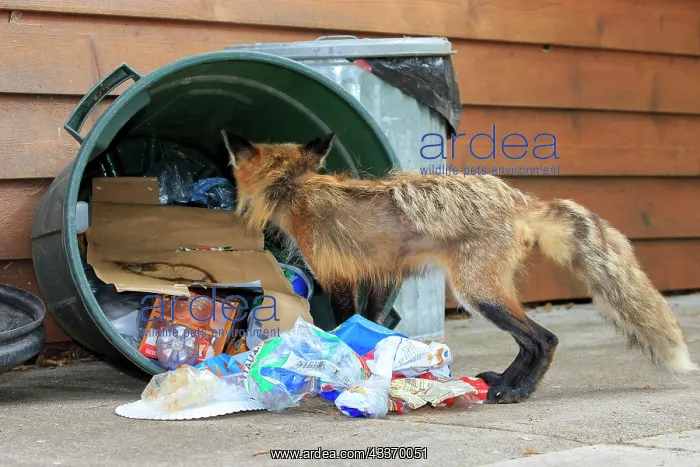 : 80181456 Red Fox - adult looking for food in rubbish : 80181456 Red Fox - adult looking for food in rubbish