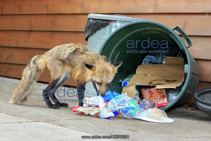 : 80181457 Red Fox - adult looking for food in rubbish : 80181457 Red Fox - adult looking for food in rubbish