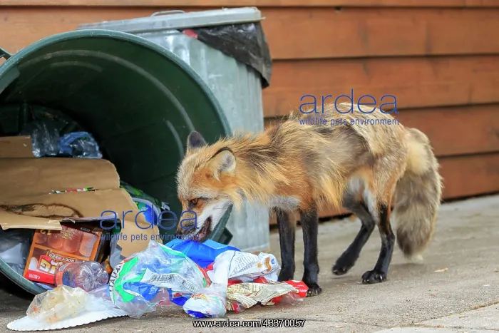 : 80181458 Red Fox - adult looking for food in rubbish : 80181458 Red Fox - adult looking for food in rubbish