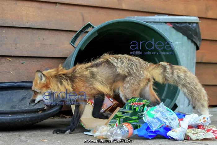 : 80181459 Red Fox - adult looking for food in rubbish : 80181459 Red Fox - adult looking for food in rubbish