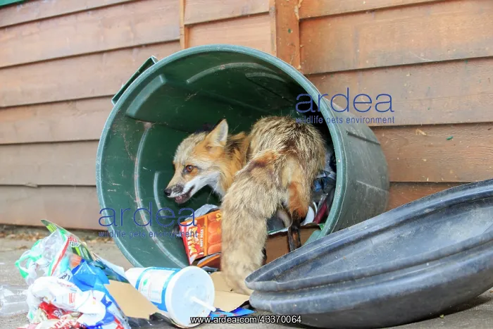 : 80181460 Red Fox - adult looking for food in rubbish : 80181460 Red Fox - adult looking for food in rubbish