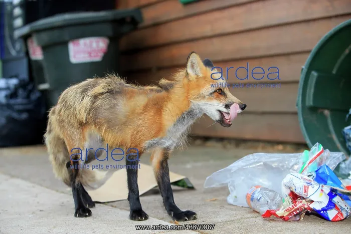 : 80181461 Red Fox - adult looking for food in rubbish : 80181461 Red Fox - adult looking for food in rubbish
