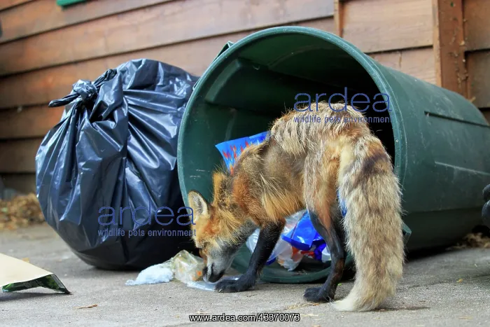 : 80181463 Red Fox - adult looking for food in rubbish : 80181463 Red Fox - adult looking for food in rubbish