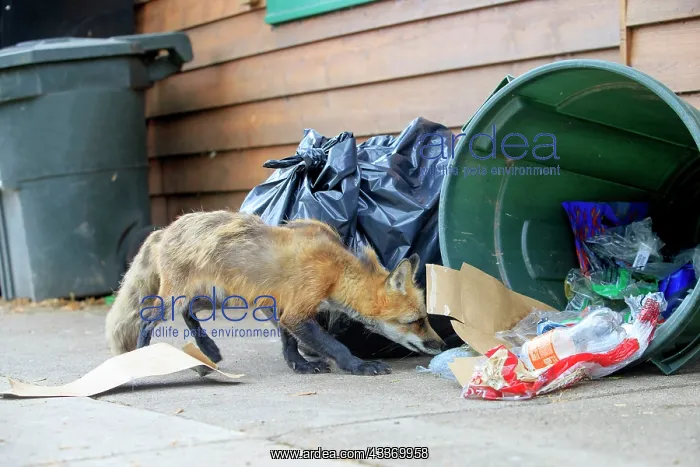 : 80181473 Red Fox - adult looking for food in rubbish : 80181473 Red Fox - adult looking for food in rubbish