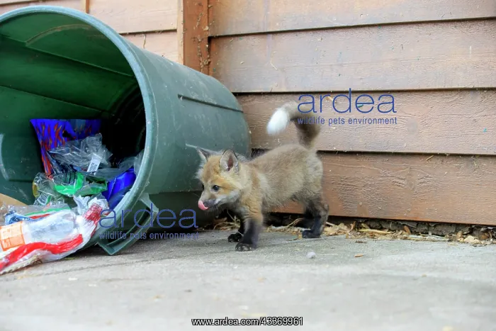  : 80181474 Red Fox - young looking for food by rubbish