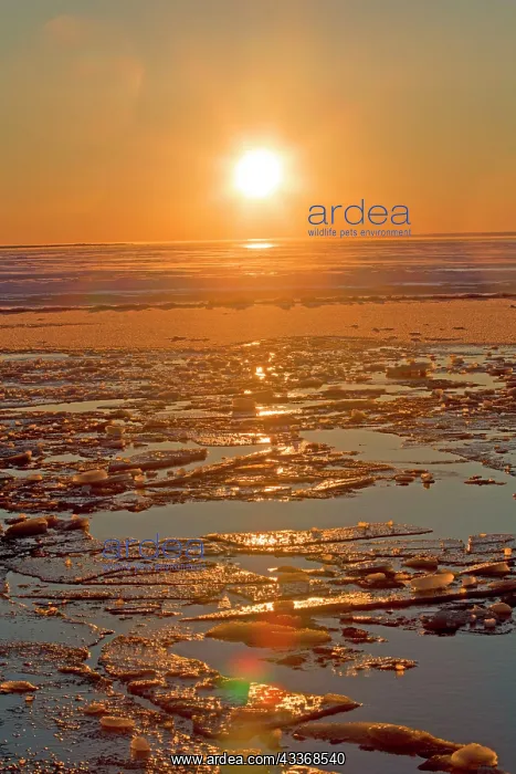  : 80181522 Frozen lagoon and sea pack ice formation